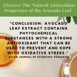 Avocado Leaf Tea Natural Leaf