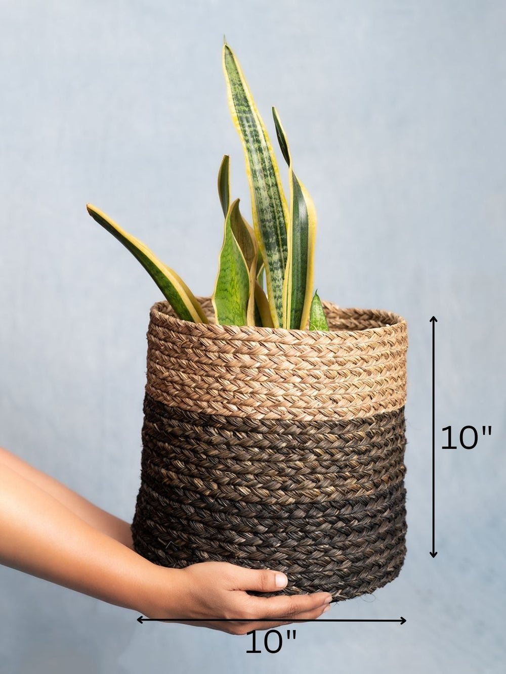 Sabaii Plant Holder Basket - Natural and Black - Sumiye Co