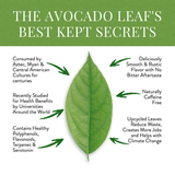 Avocado Leaf Tea Natural Leaf