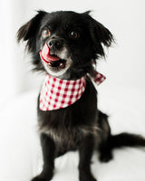 Pet Gingham Bandana