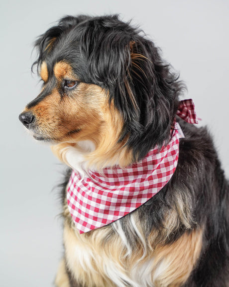 Pet Gingham Bandana