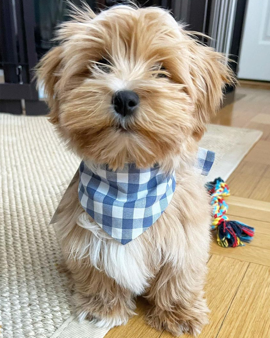 Pet Gingham Bandana