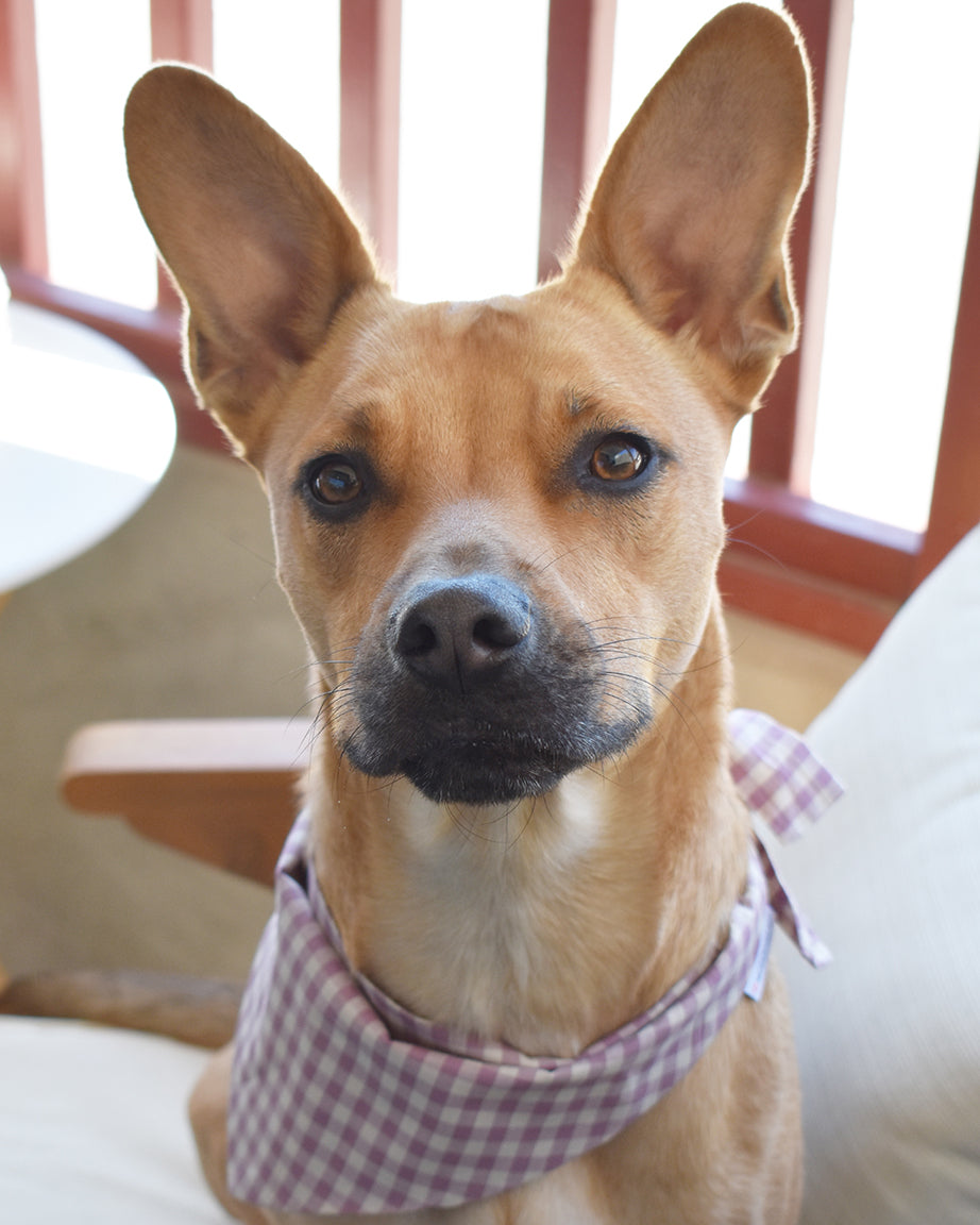 Pet Gingham Bandana