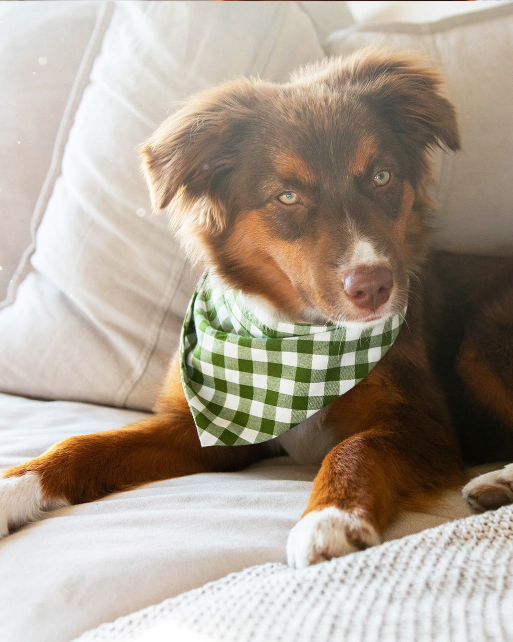 Pet Gingham Bandana