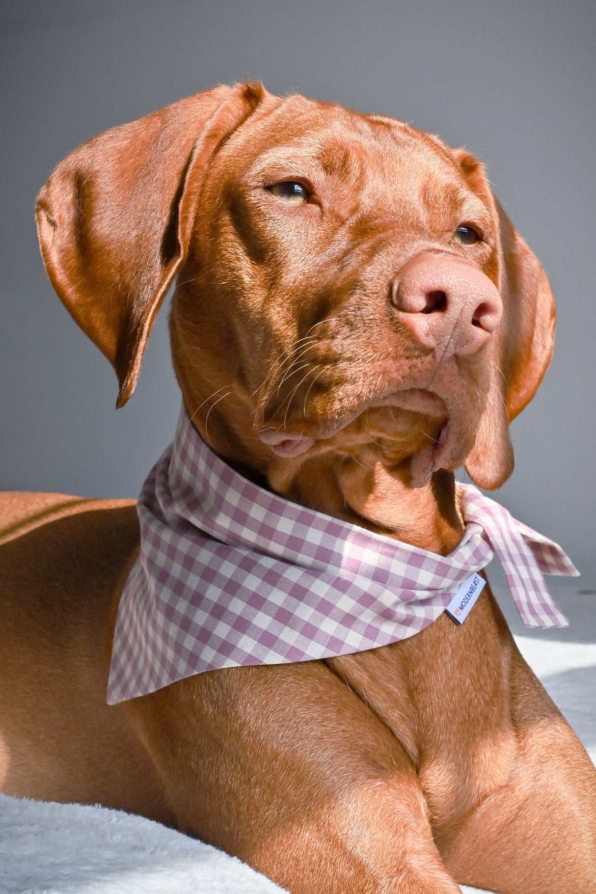 Pet Gingham Bandana