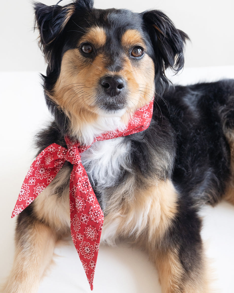 Pet Classic Necktie