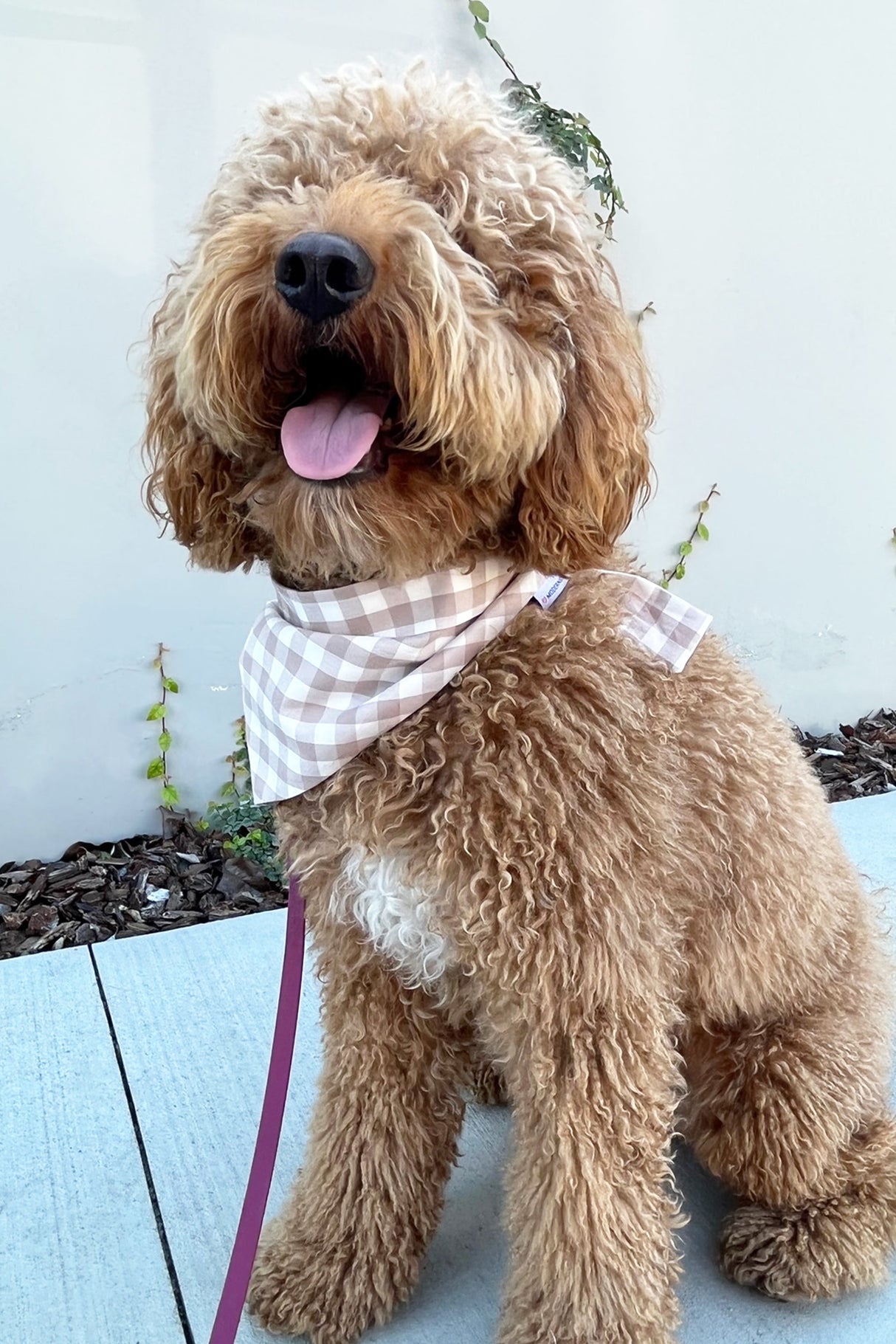 Pet Gingham Bandana