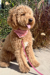 Pet Gingham Bandana