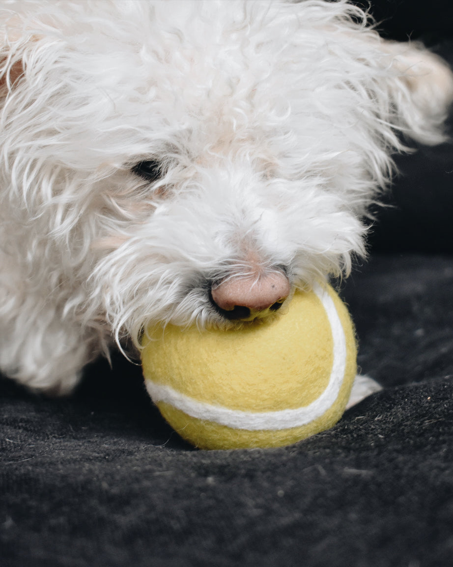 Pet Toy Wool Tennis Ball - Sumiye Co