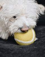 Pet Toy Wool Tennis Ball - Sumiye Co