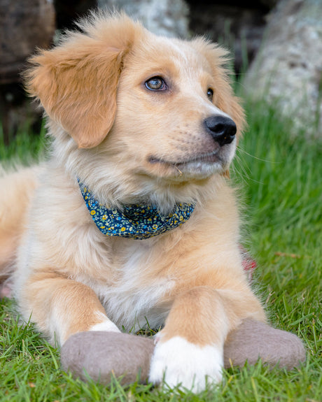 Pet Floral Bandana