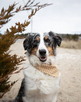 Pet Gingham Bandana