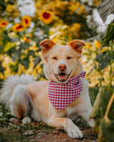 Pet Gingham Bandana