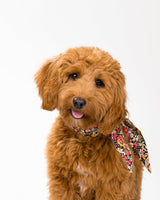 Pet Classic Necktie