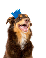 Pet Bright Party Crowns