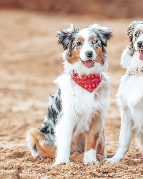 Pet Classic Bandana