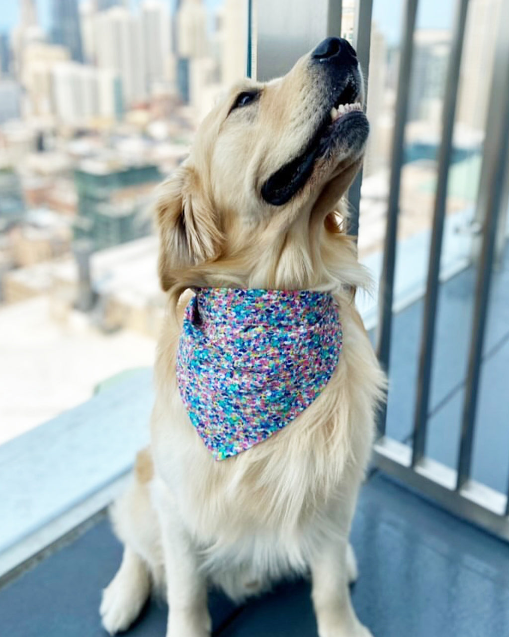 Pet Party Bandana