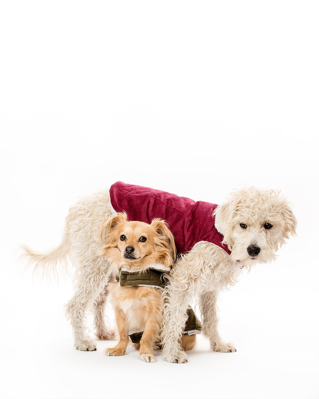 Pet Modern Classic Coat