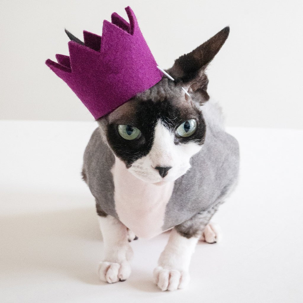 Pet Bright Party Crowns