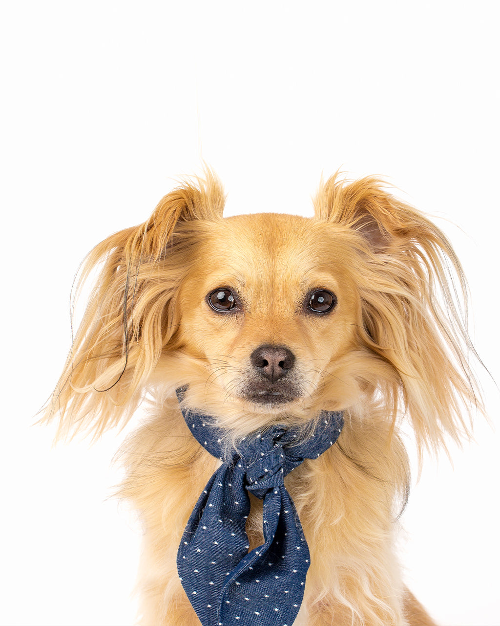 Pet Classic Necktie