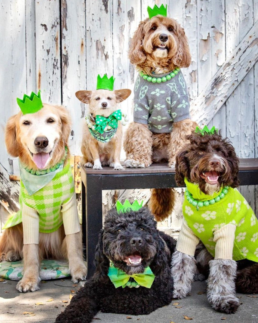 Pet Bright Party Crowns