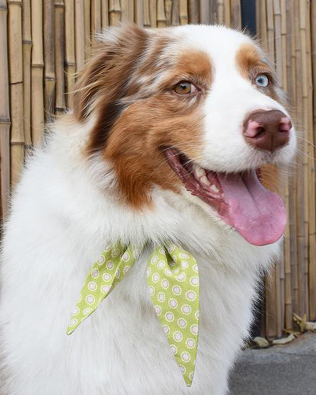 Pet Classic Necktie