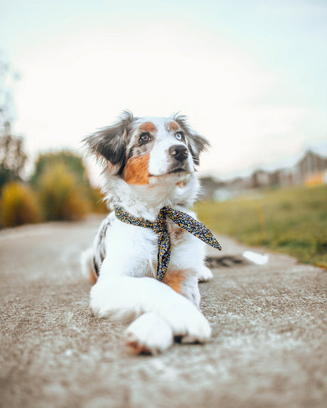 CORBATA DE AVENTURA PARA MASCOTAS