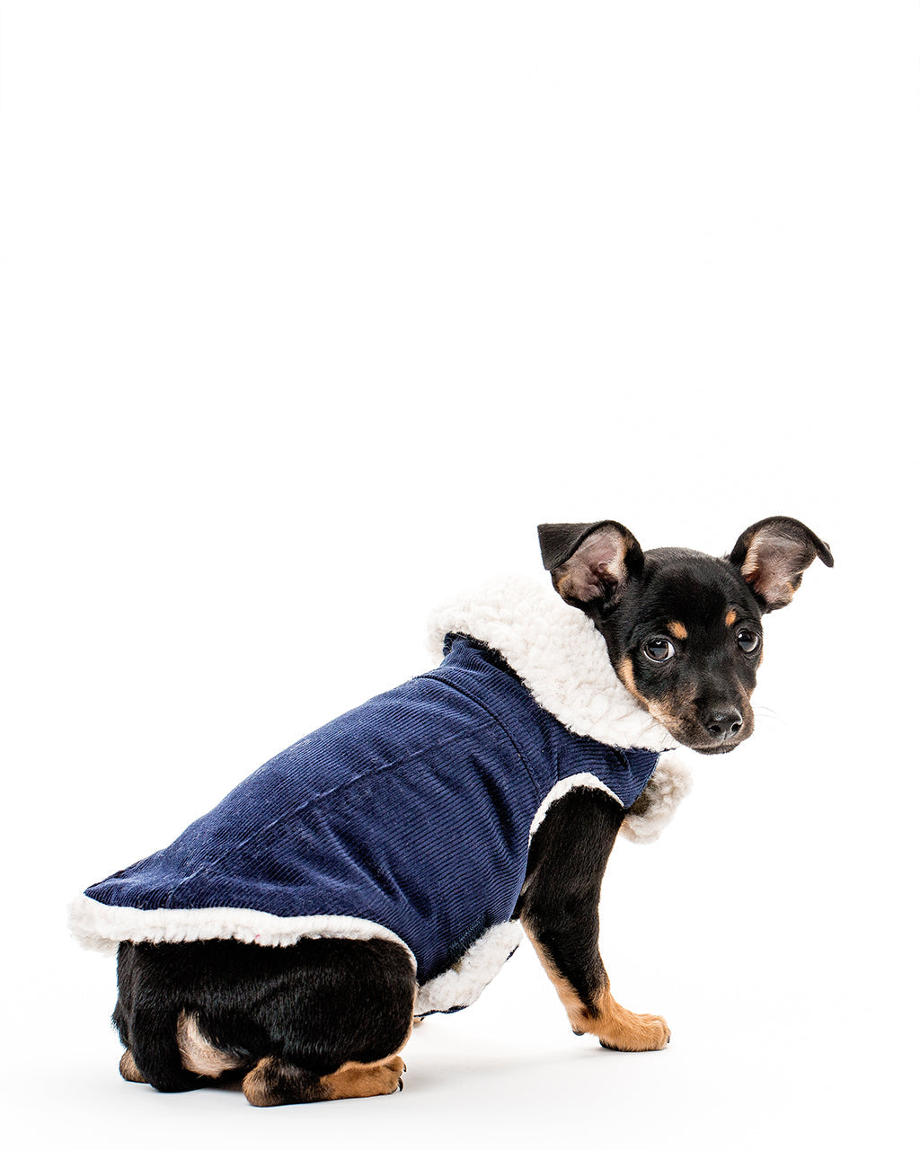 Pet Modern Classic Coat