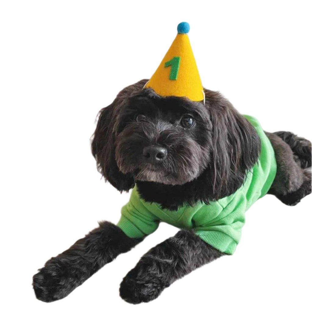 Pawty Hat - Green Number