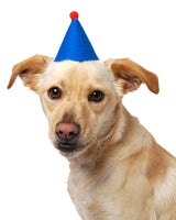 Pet Pawty Hat