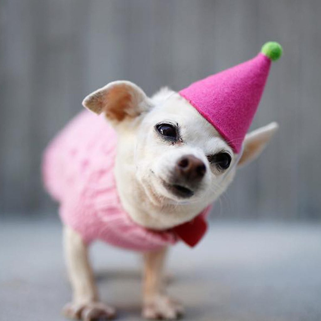 Pet Pawty Hat