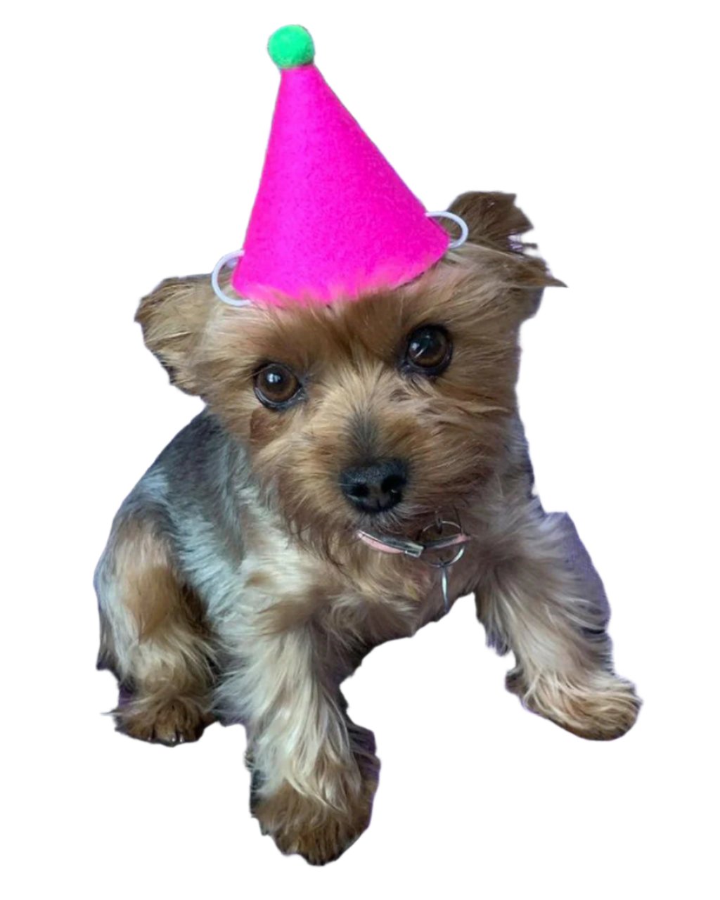 Pet Pawty Hat