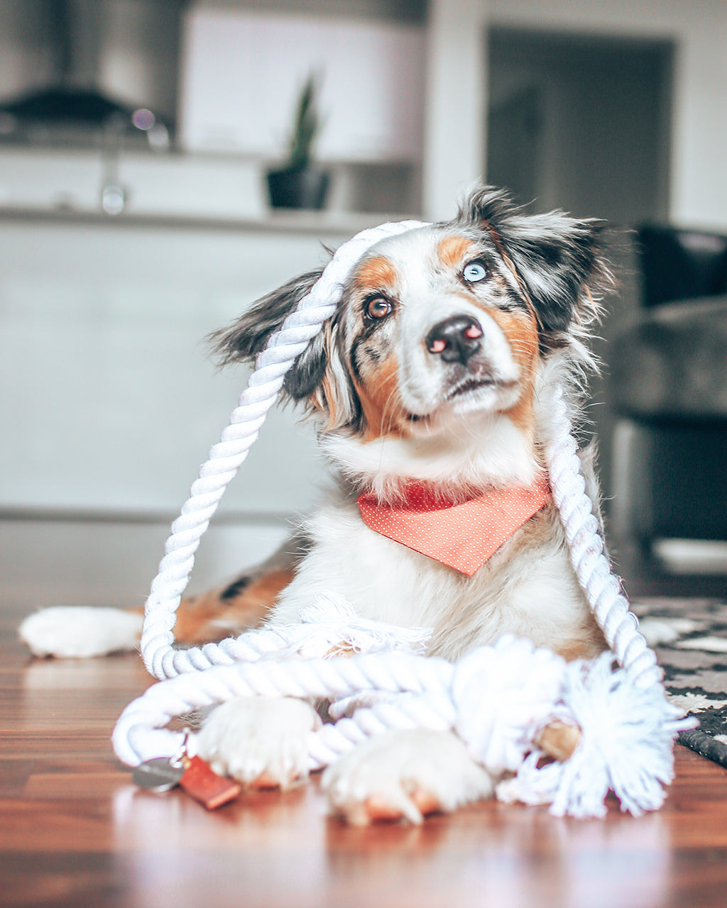 Pet Party Bandana