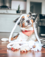 Pet Party Bandana