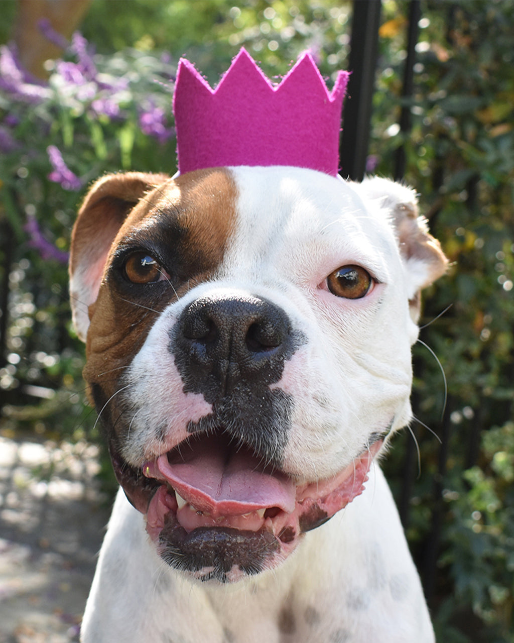 Pet Bright Party Crowns