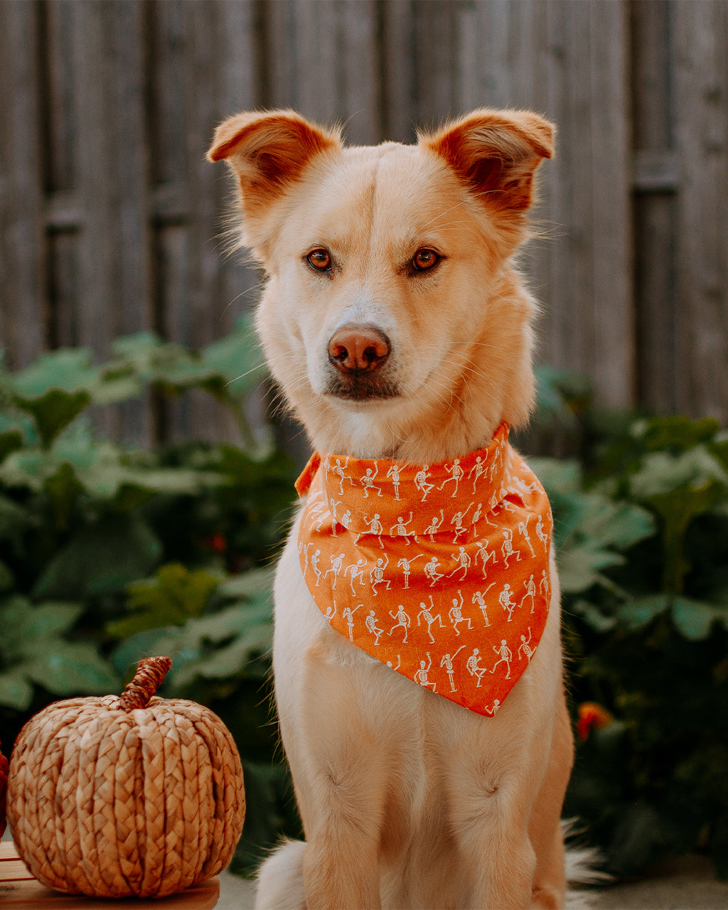 Pet Skeleton Bandana - Orange