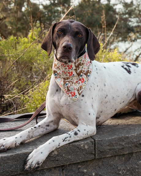 Pet Adventure Bandana